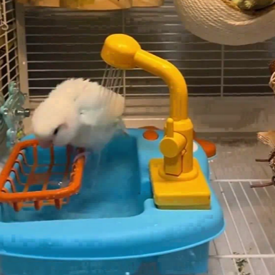 Automatic Parrot Bath with Water Circulation